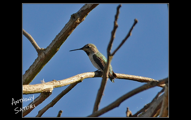 BlogImage - SatoriCircleDotCom - Sept 7 2019c