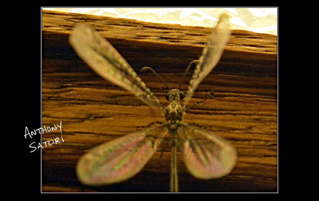 BlogImage - SatoriCircleDotCom - Oct 26 2019b