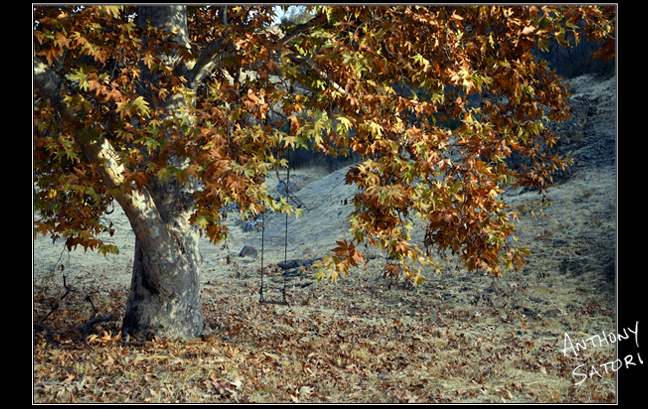 BlogImage - SatoriCircleDotCom - November 16 2019