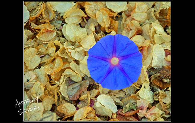 BlogImage - SatoriCircleDotCom - November 2 2019