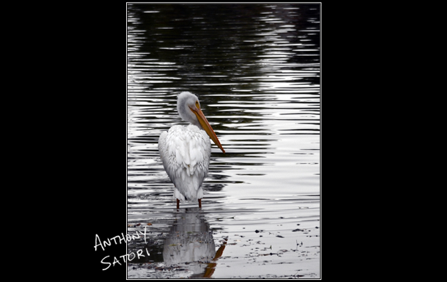 BlogImage - SatoriCircleDotCom - December 7 2019