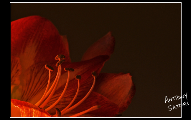 BlogImage - SatoriCircleDotCom - January 11 2020