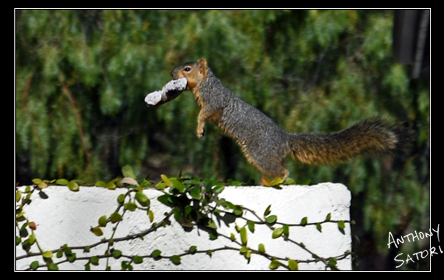 BlogImage - SatoriCircleDotCom - January 18 2020