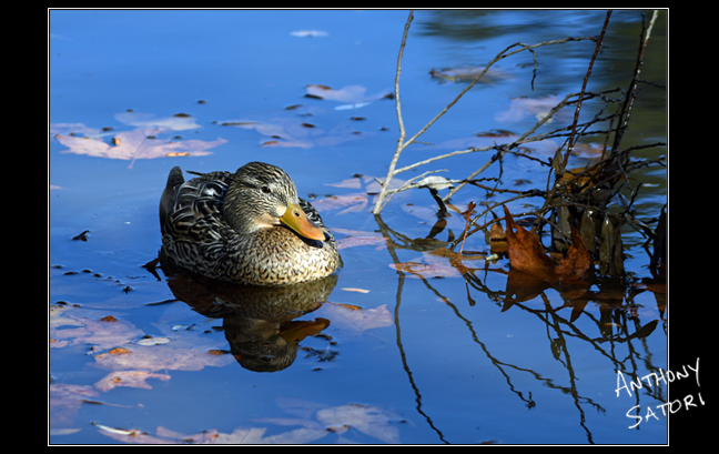 BlogImage - SatoriCircleDotCom - January 4 2020