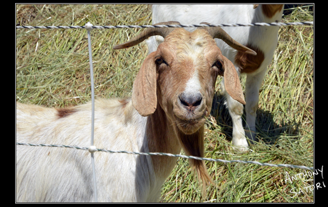 BlogImage - SatoriCircleDotCom - Feb 22 2020