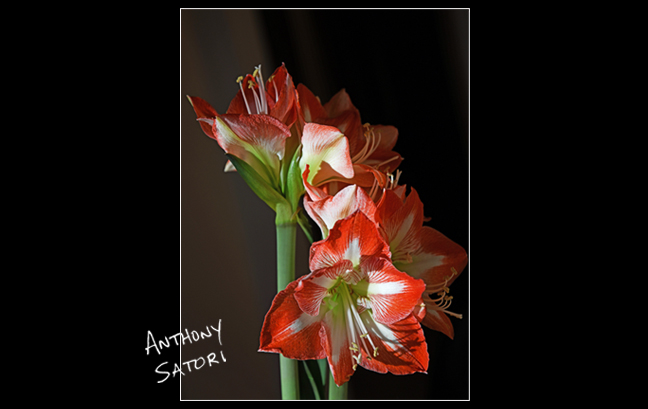 BlogImage - SatoriCircleDotCom - April 11 2020e