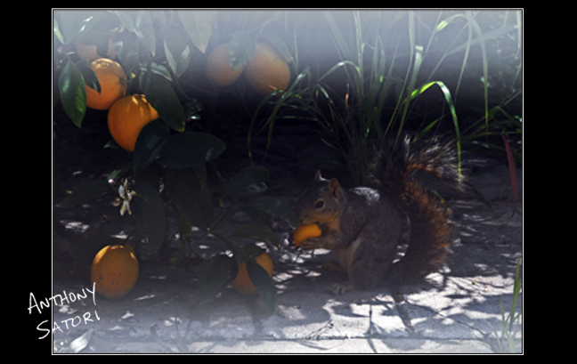 BlogImage - SatoriCircleDotCom - April 25 2020