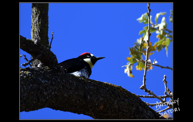 BlogImage - SatoriCircleDotCom - April 4 2020