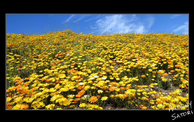 BlogImage - SatoriCircleDotCom - May 2 2020